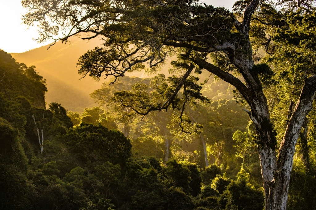 African landscape