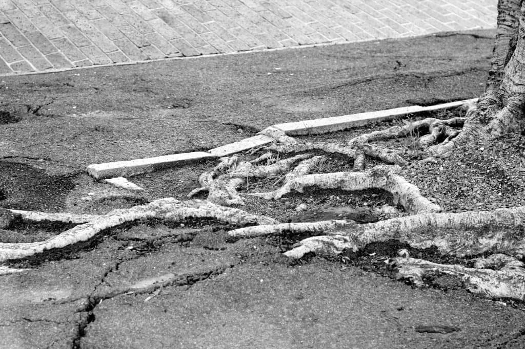 Tree roots breaking through concrete